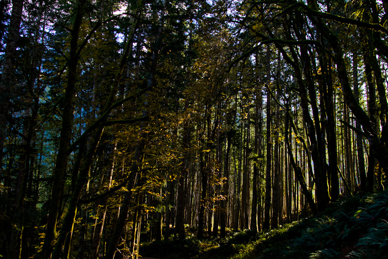 The Olympic Rain Forest